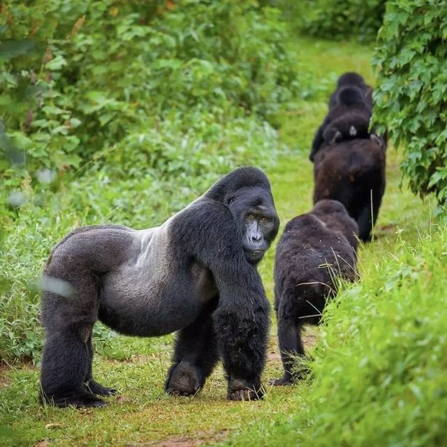 Rwanda luxury gorilla trekking Volcanoes National Park