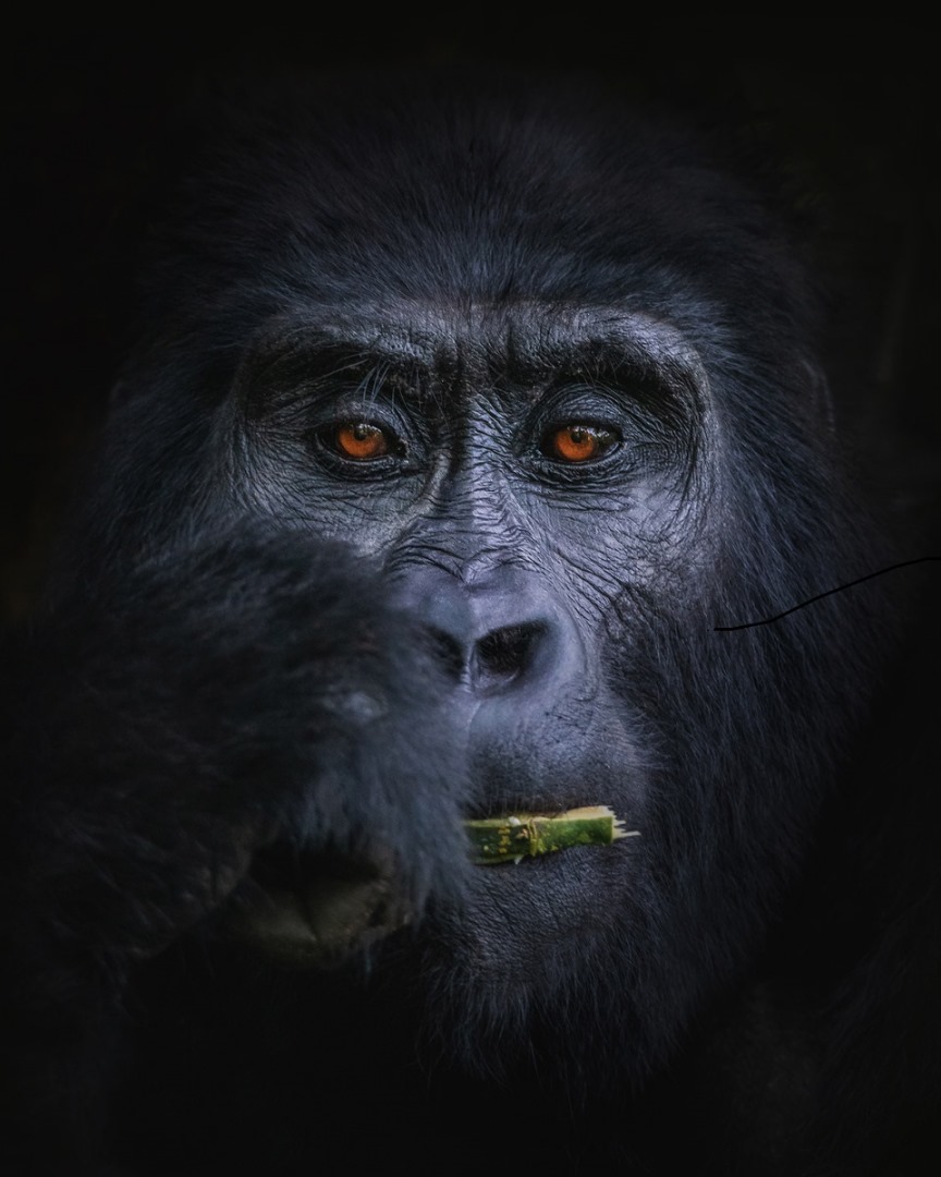 Uganda gorilla trekking safari Bwindi Impenetrable Forest