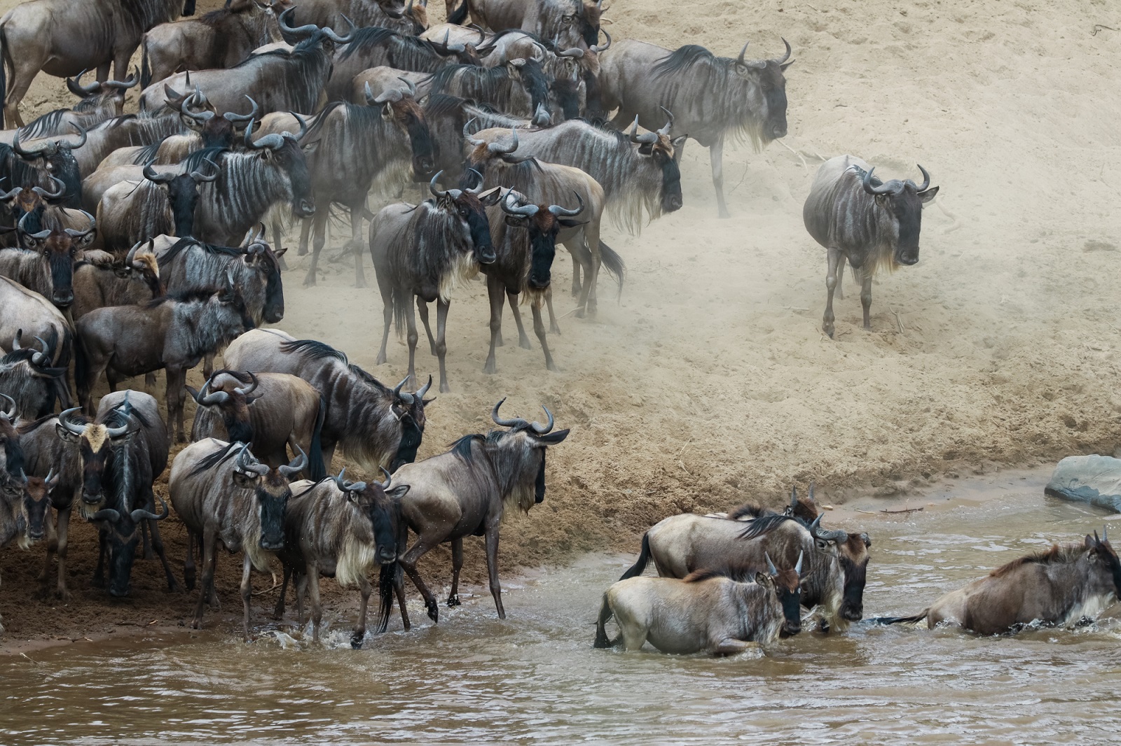 7 Days Great Wildebeest Migration Safari Masai Mara Kenya