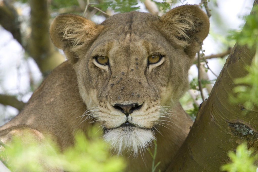 12 Days Ultimate Uganda Safari Gorillas Wildlife Culture