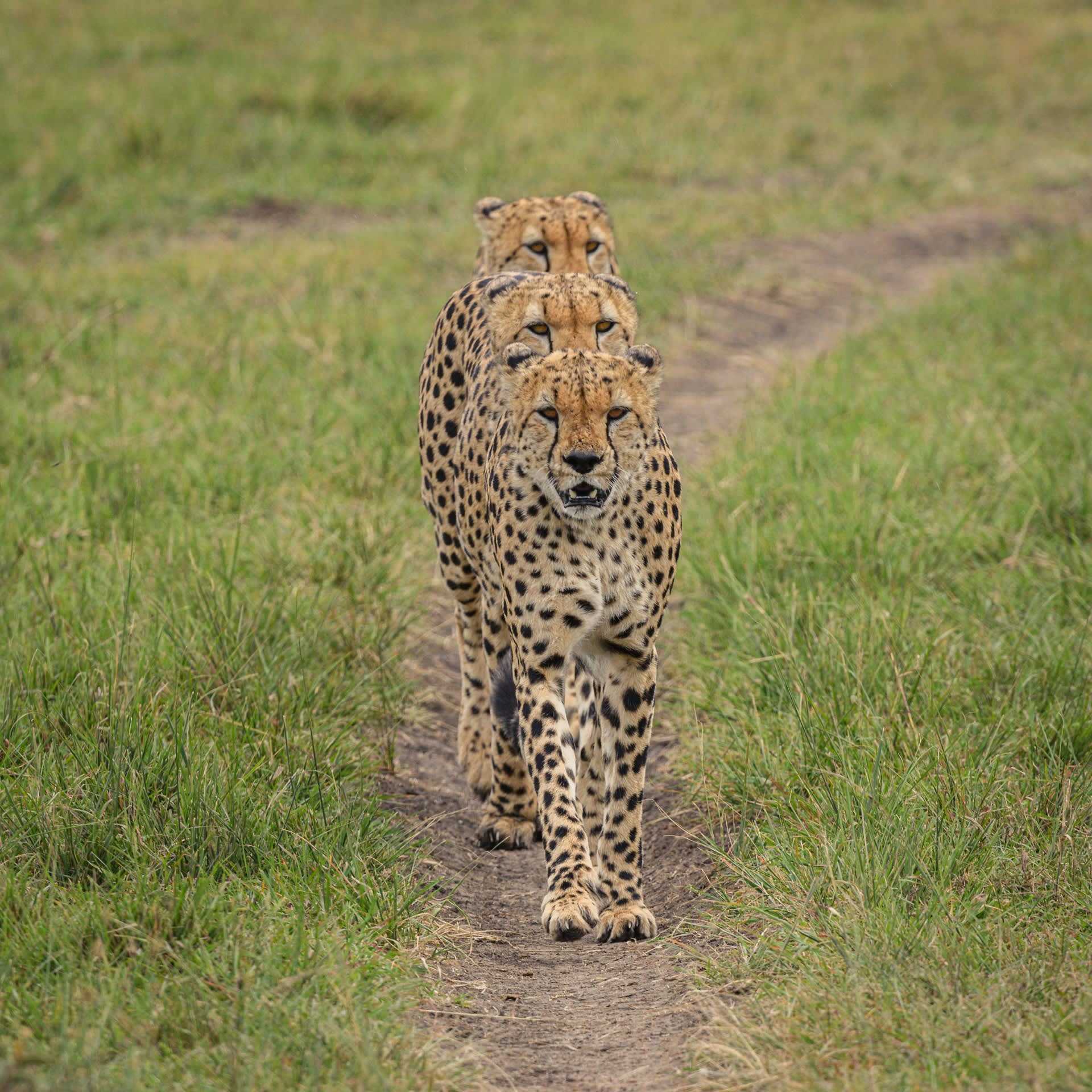 Tanzania Serengeti Ngorongoro safari wildebeest migration